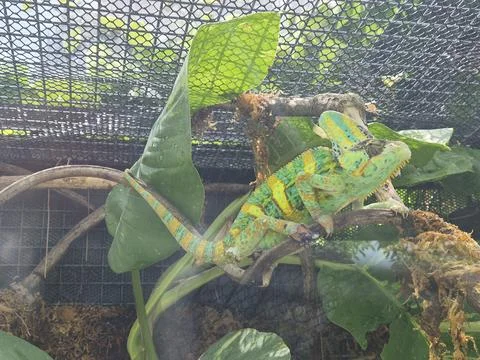 Chameleon Stock Photos