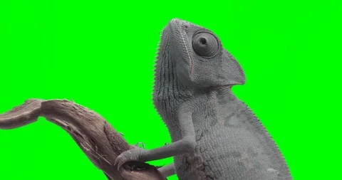 Chameleon portrait greenscreen Vídeos de archivo 123729501