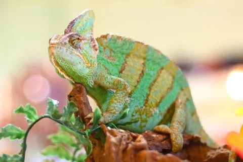 Chameleon posing Foto stock