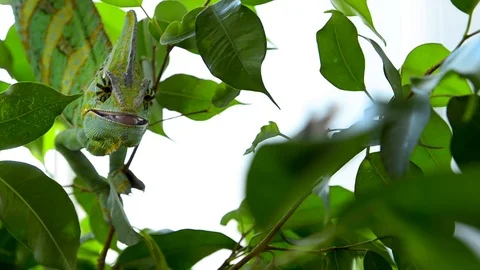 Chameleon in the process of hunting Stock-Footage 124945095