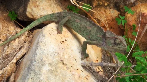 Chameleon on the prowl Video stock 97390216