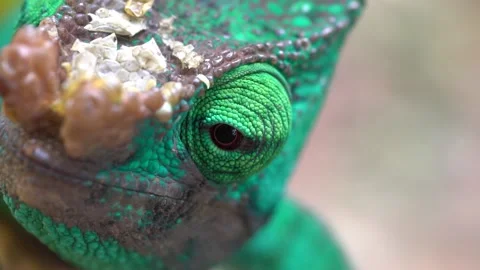 Chameleon in Rainforest in Macro Stock Footage 190898049