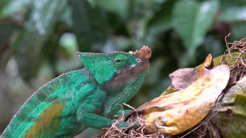 Chameleon in Rainforest in Macro Stock Footage 190898162