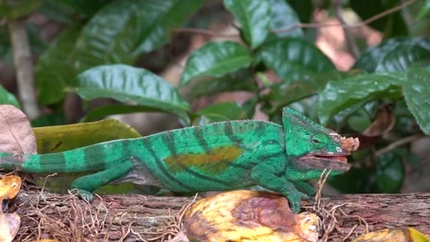 Chameleon in Rainforest in Macro Stock Footage 190898231