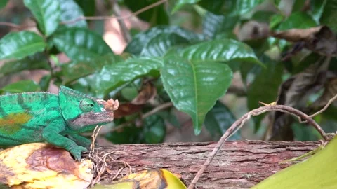 Chameleon in Rainforest in Macro Stock Footage 190898634