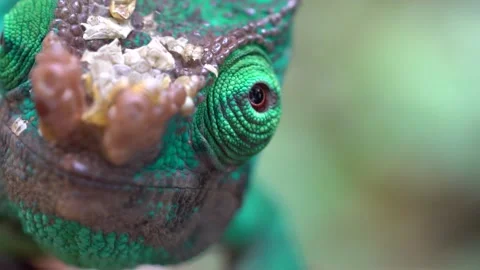 Chameleon in Rainforest in Macro Stock Footage 190898790