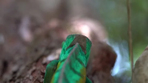 Chameleon in Rainforest in Macro Stock Footage 190899285