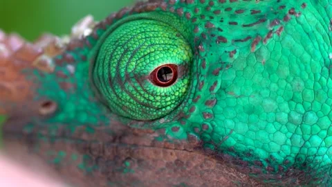 Chameleon in Rainforest in Macro Stock Footage 190899287