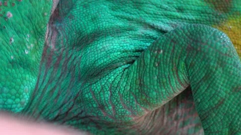 Chameleon in Rainforest in Macro Stock Footage 190899388