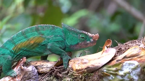 Chameleon in Rainforest in Macro Stock Footage 190899692