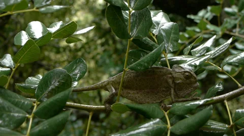 Chameleon raining Stock Footage 35347327