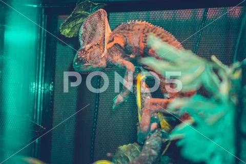 Chameleon red and orange in terrarium close-up reptile Stock Photos