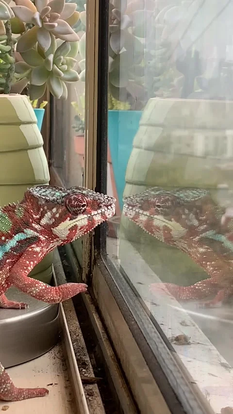 Chameleon Reflection Video stock 150397748