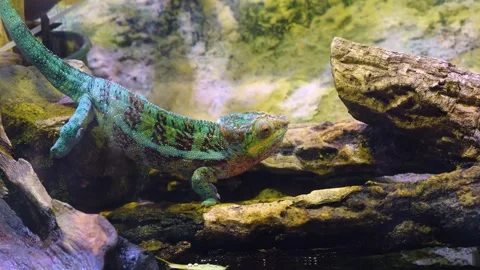 A Chameleon  relaxing Stock Footage 299636440