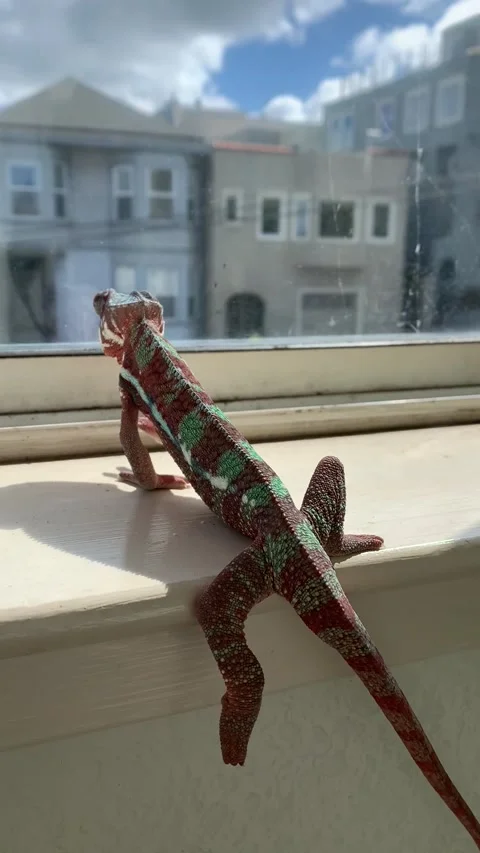 Chameleon Relaxing on Ledge Video stock 150401816