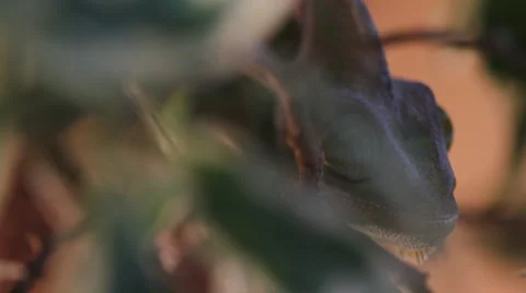 Chameleon Resting (3 in 1) Stock Footage 58879725