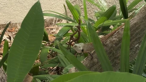 Chameleon Resting on Tree Trunk Near Poolside Garden Stock Footage 337983416