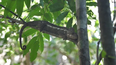 Chameleon Resting in Tree, Tsingy de Bemaraha National Park, Madagascar pt2 Stock Footage 117521635
