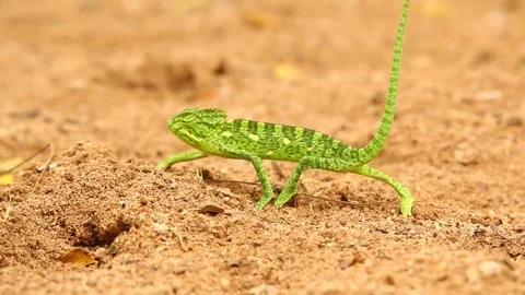 Chameleon on the Road Stock Footage 70221799