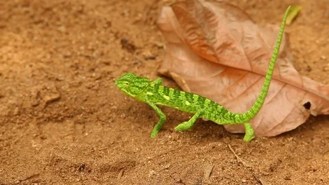 Chameleon on the Road Stock Footage 70222261