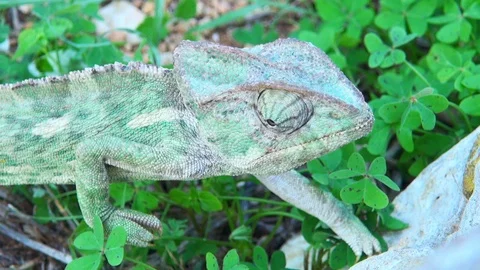 Chameleon on the Rocks Video stock 97390233