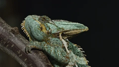 Chameleon side view from below. Stock Footage 120925964
