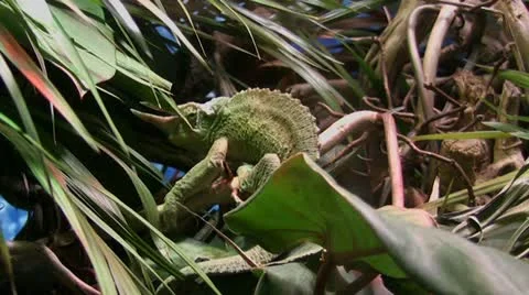 Chameleon side view on branch Stock-Footage 22141669