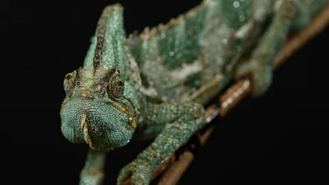 Chameleon side view sitting on a branch Stock Footage 120896104