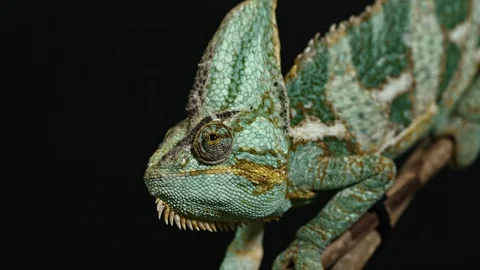 Chameleon side view sitting on a branch Stock Footage 120908649