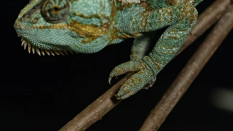 Chameleon side view sitting on a branch Stock Footage 120916022