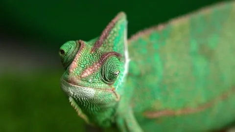 A chameleon sits on a branch and looks. Stock Footage