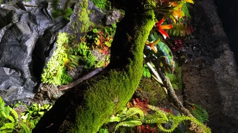 A chameleon sits on a tree branch, merging with the environment Stock Footage 240953027