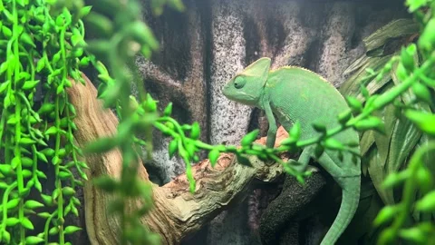 Chameleon sitting on a branch Stock-Footage 224710578