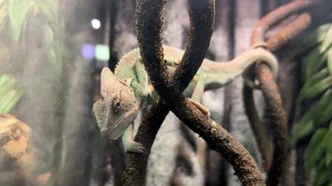 Chameleon sitting on a branch Stock Footage 224710668
