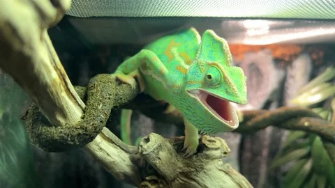 Chameleon sitting on a branch Stock Footage 224710671