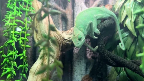 Chameleon sitting on a branch Stock Footage 224711261