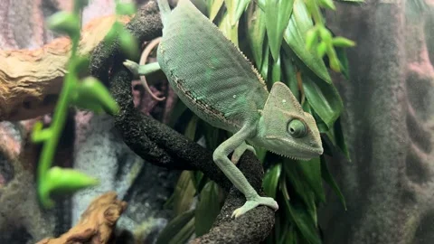 Chameleon sitting on a branch Stock Footage 224711962