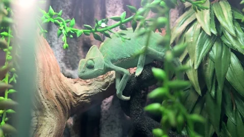 Chameleon sitting on a branch Stock Footage 224712958