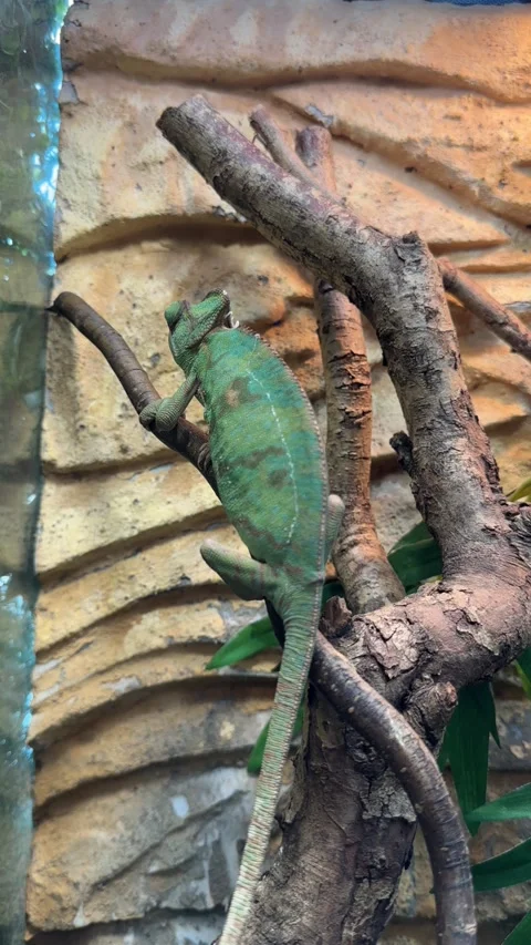 Chameleon sitting on a branch, view from the back 스톡 동영상 239228778