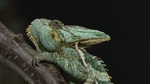 Chameleon sitting on a thick stick Stock Footage 253605362