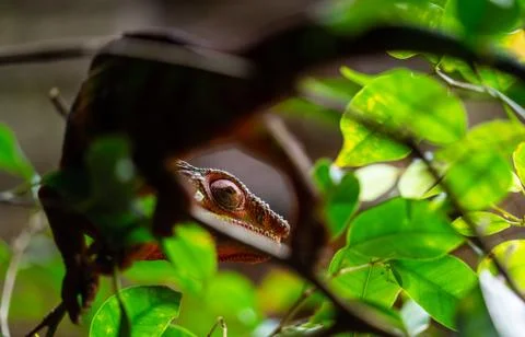 Chameleon sitting in a tree Stock Photos