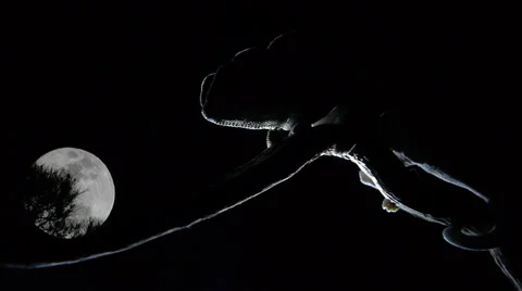 Chameleon sleeping, moon in background Video stock 38917101