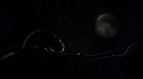 Chameleon sleeping at night Stock Footage 38916982