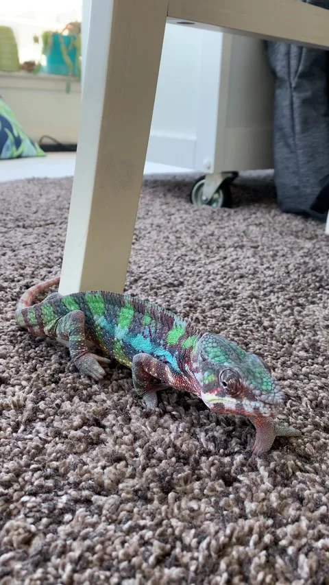 Chameleon Slow Crawl Stock Footage 150405110