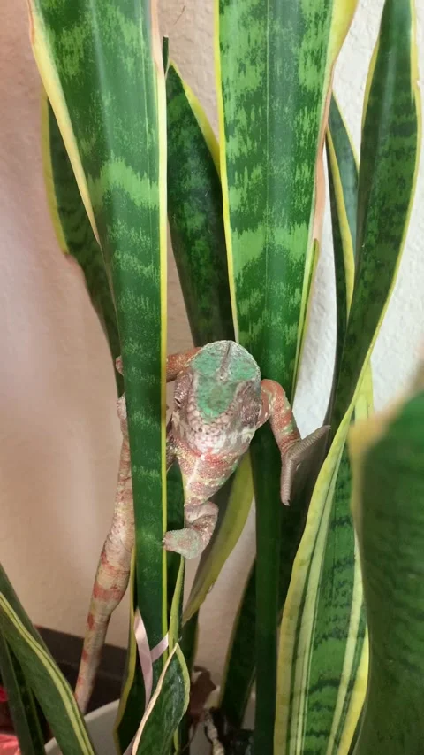 Chameleon in Snake Plant Stock Footage 150405439