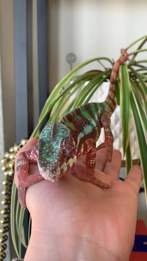 Chameleon on Spider Plant Stock Footage 150404119