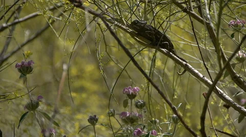 Chameleon sun Stock Footage 54243126