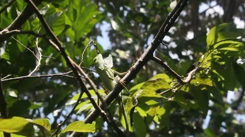 The chameleon is sunbathing Stock Footage 237587589