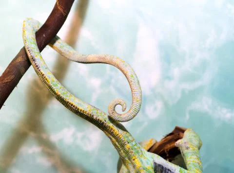 Chameleon tail Foto stock