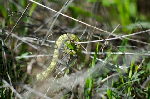 A chameleon tail Stock Photos